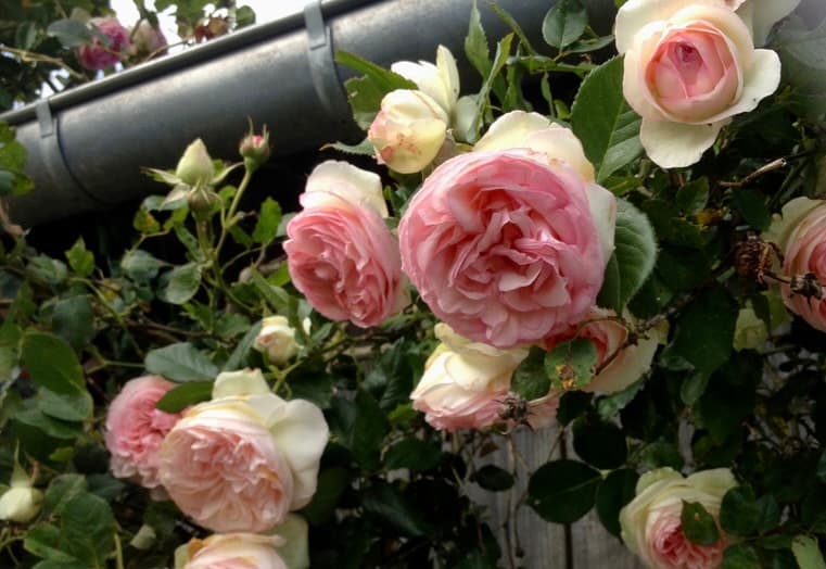 Façade de la maison avec ses roses