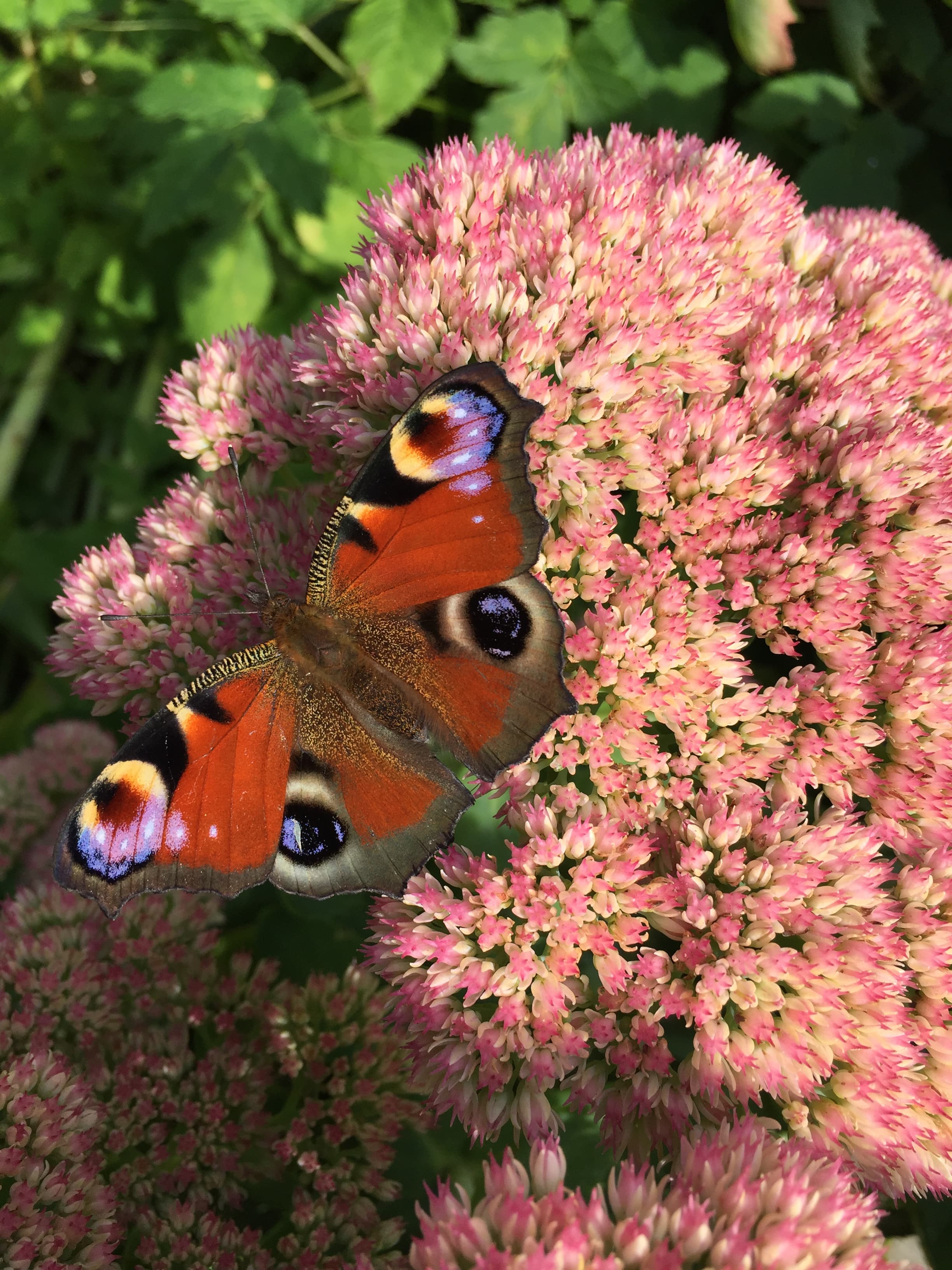 Papillon sur une fleur