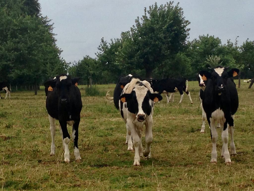 photo de vaches dans un pré
